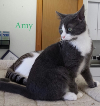 Amy5 resize