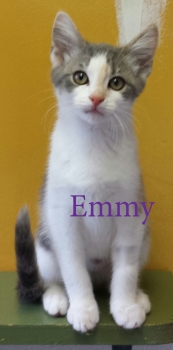 Emmy resize