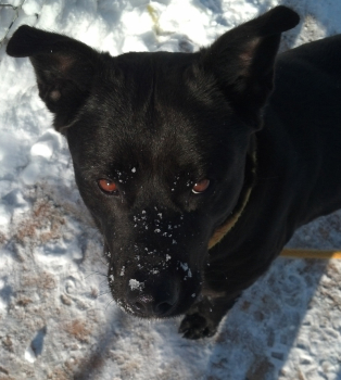 Roxie in the snow resize