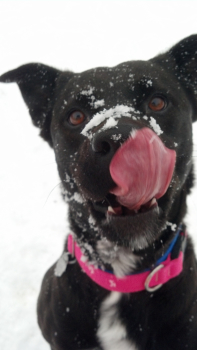 Roxie in the snow2 resize