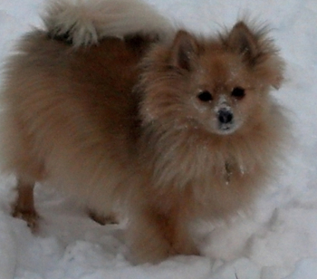 Joey dog in the snow resize