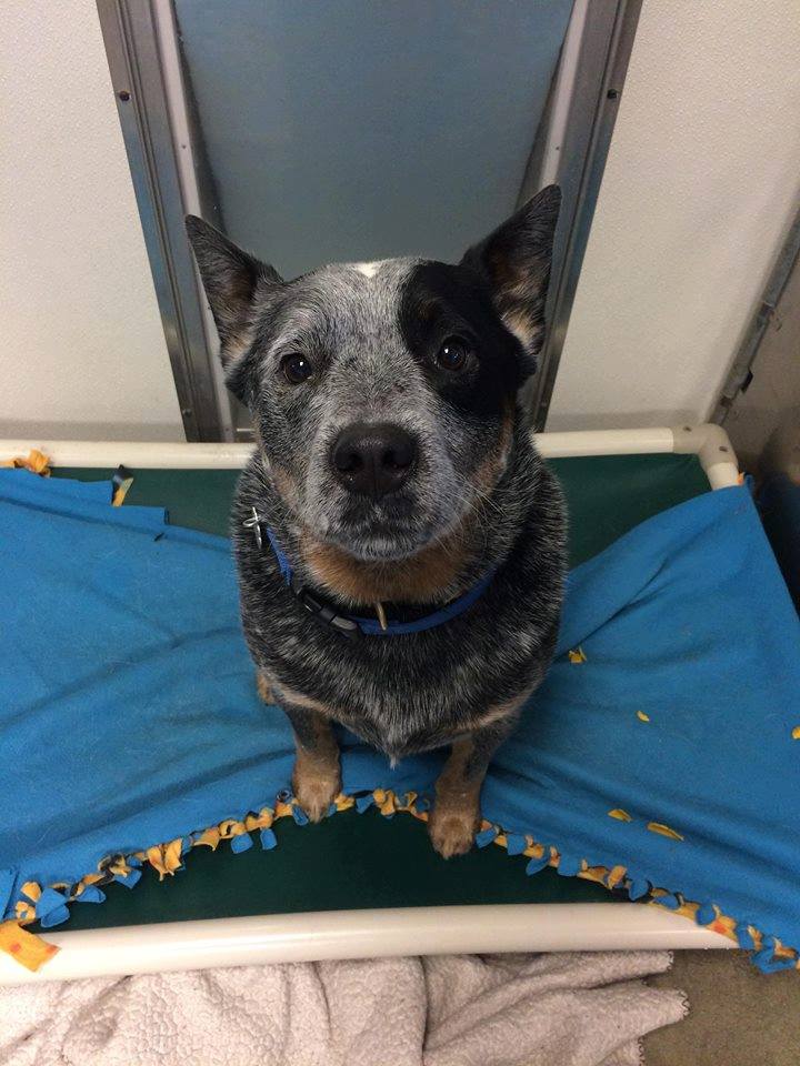 Dexter Australian Cattle Dog