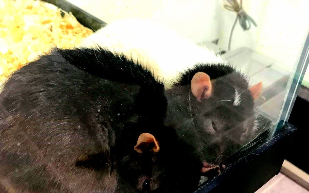 Two Male Rats for Adoption (Holy CUTENESS)!