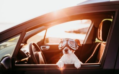 The Ultimate Guide to Traveling With Your Pets