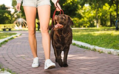 Keeping Your Dog in Shape- By John Woods