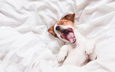 Why Having a Dog Sleep in Your Bed Might Not Be a Great Idea