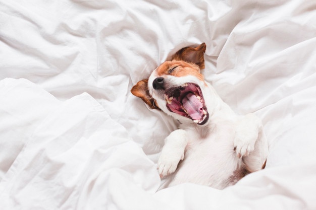 Dogs sleeping in your hot sale bed