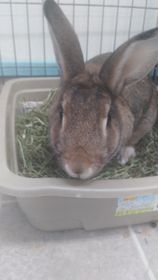 Daisy the bunny- Sponsored by Harold and Elizabeth Gibbs and David Dowley