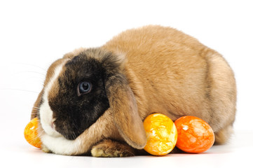 Obesity in Rabbits: A Dangerous, Entirely Preventable Problem Explained (Written by John Woods)