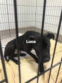 Luca