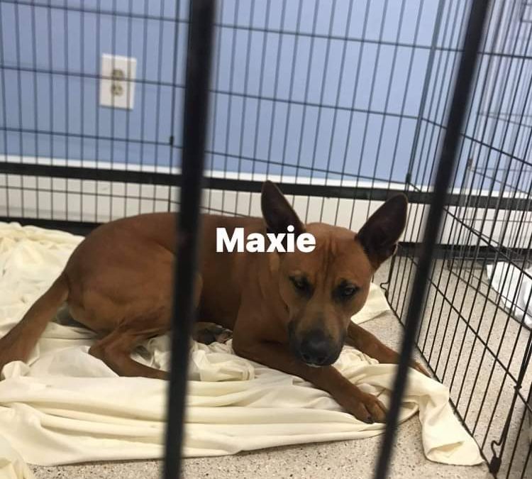 Maxie