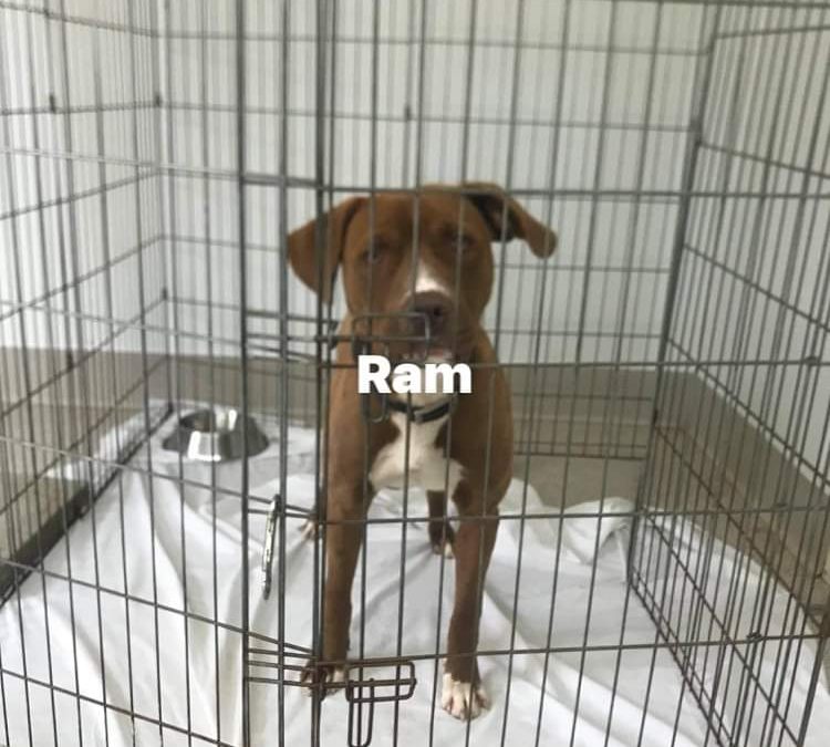 Ram