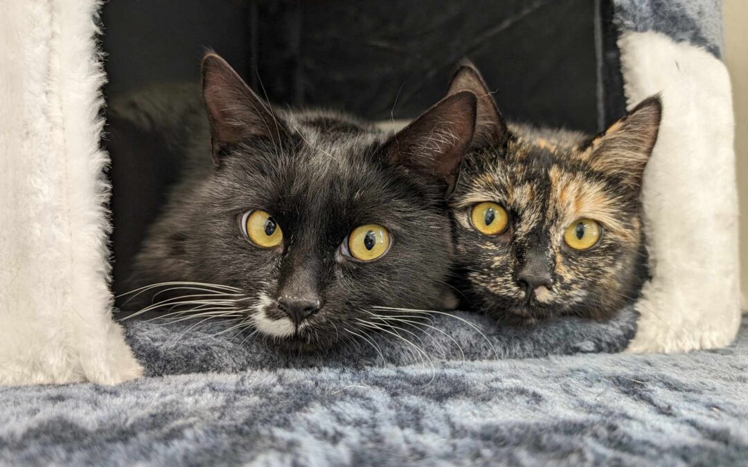 Coraline & Ms. Lovat (bonded pair)