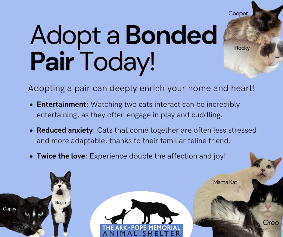 A digital flyer with a light blue background promotes adopting a bonded pair of cats from "The Ark • Pope Memorial Animal Shelter." The title reads, "Adopt a Bonded Pair Today!" Below it, the text highlights the benefits of adopting pairs: "Entertainment: Watching two cats interact can be incredibly entertaining, as they often engage in play and cuddling. Reduced anxiety: Cats that come together are often less stressed and more adaptable, thanks to their familiar feline friend. Twice the love: Experience double the affection and joy!" Photos of four pairs of bonded cats, each labeled