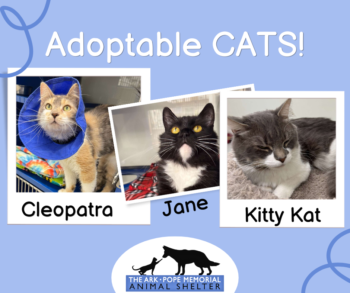 The image shows three cats, each labeled with their name: Cleopatra, Jane, and Kitty Kat. At the top, it says "Adoptable Cats," and at the bottom, there’s the logo of the Ark Pope Memorial Animal Shelter.