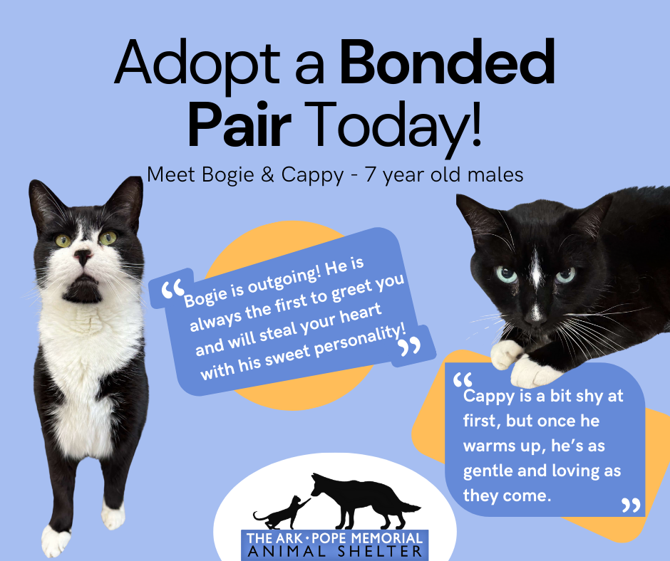 A digital flyer with a light blue background encourages adopting a bonded pair of cats from "The Ark • Pope Memorial Animal Shelter." The title reads, "Adopt a Bonded Pair Today!" with a subheading introducing "Meet Bogie & Cappy - 7-year-old males." Images of the two cats, Bogie and Cappy, are displayed. A speech bubble near Bogie says, "Bogie is outgoing! He is always the first to greet you and will steal your heart with his sweet personality!" Another speech bubble near Cappy says, "Cappy is a bit shy at first, but once he warms up, he’s as gentle and loving as they come." The shelter’s logo features a silhouette of a dog and cat.