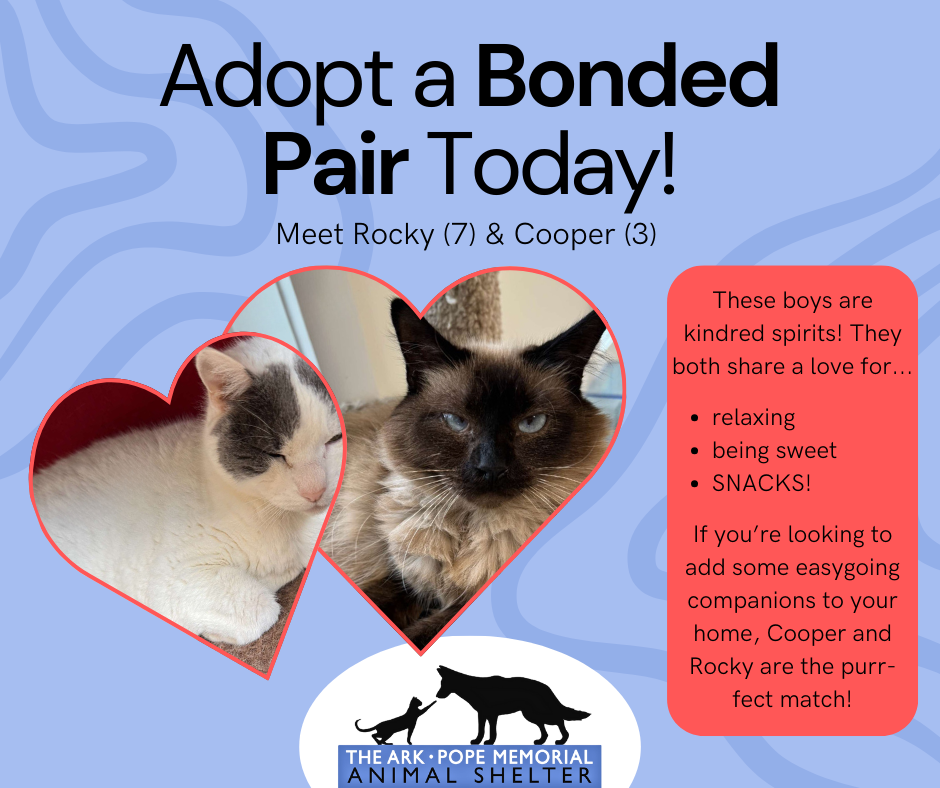 A digital flyer with a light blue background promotes adopting a bonded pair of cats named Rocky and Cooper. The text reads, "Adopt a Bonded Pair Today! Meet Rocky (7) & Cooper (3)." The flyer shows photos of Rocky and Cooper inside red heart frames. A red text box states, "These boys are kindred spirits! They both share a love for... relaxing, being sweet, and SNACKS! If you’re looking to add some easygoing companions to your home, Cooper and Rocky are the purr-fect match!" The Ark • Pope Memorial Animal Shelter's logo is at the bottom