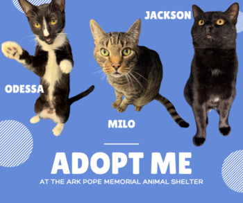 The image features three cats labeled Odessa, Milo, and Jackson. Below them, it says "Adopt Me at the Ark Pope Memorial Animal Shelter"