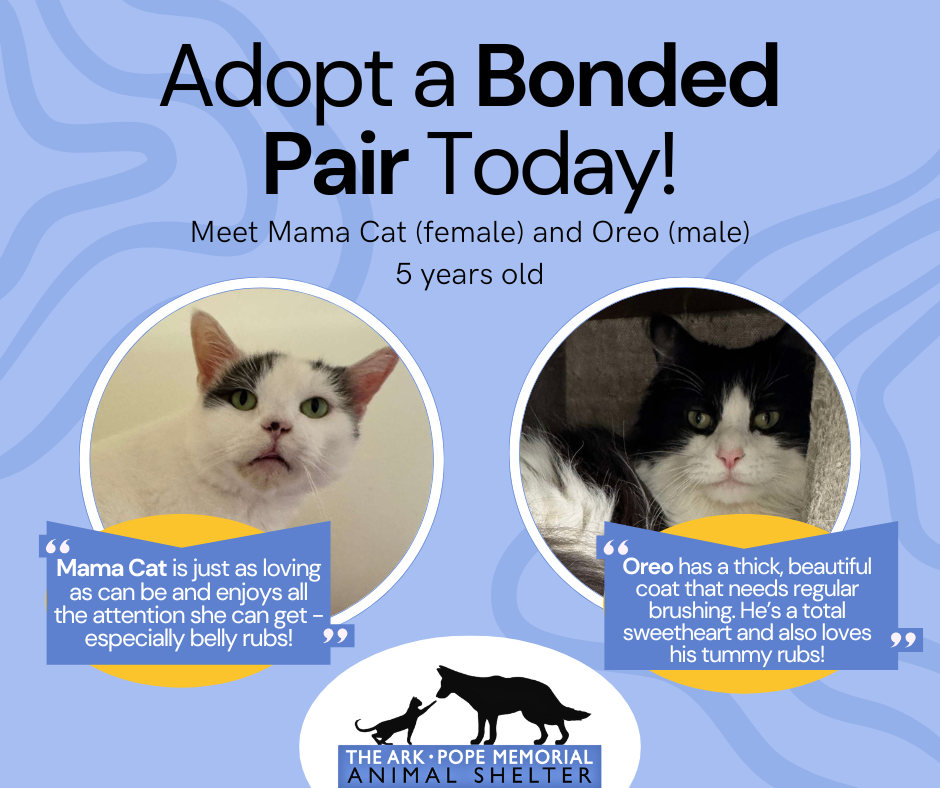 A digital flyer with a light blue background introduces "Meet Mama Cat (female) and Oreo (male) - 5 years old." Images of Mama Cat and Oreo are shown in circular frames. A speech bubble near Mama Cat says, "Mama Cat is just as loving as can be and enjoys all the attention she can get—especially belly rubs!" Near Oreo, a speech bubble reads, "Oreo has a thick, beautiful coat that needs regular brushing. He’s a total sweetheart and also loves his tummy rubs!" The Ark • Pope Memorial Animal Shelter's logo is displayed at the bottom.