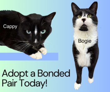 A digital flyer with a gradient background transitioning from light green to light blue showcases two black and white cats named Cappy and Bogie. Cappy is lying down on the left side, resting on a blue bar, while Bogie stands upright on the right. The text below them reads, "Adopt a Bonded Pair Today!" Both cats have their names labeled in simple text above their images.