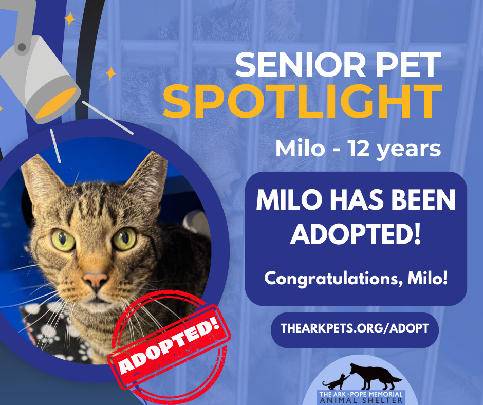 Graphic featuring a senior tabby cat named Milo with green eyes, highlighted as 'Senior Pet Spotlight.' Text reads: 'Milo - 12 years. Milo has been adopted! Congratulations, Milo!' A red 'Adopted!' stamp overlays the cat's photo, and a link to 'thearkpets.org/adopt' is included alongside The Ark Pope Memorial Animal Shelter logo.