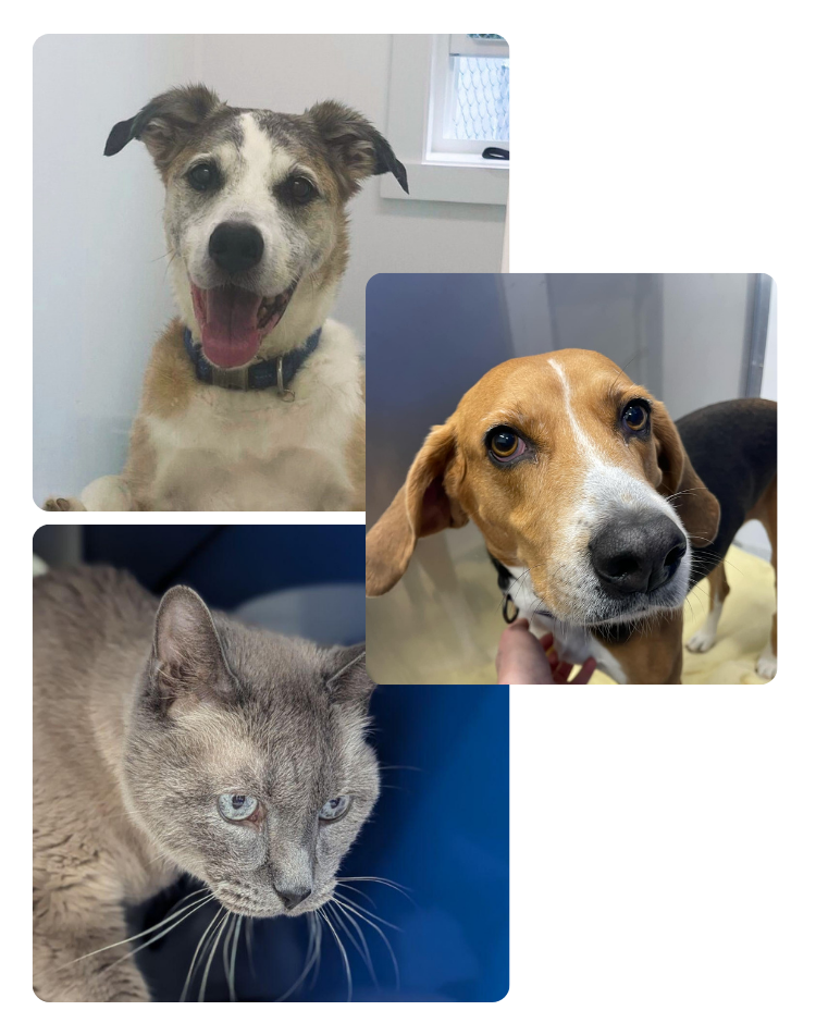 Collage of three senior shelter animals: a smiling senior dog with a white and gray coat, a brown and white hound with soulful eyes, and a light gray cat with piercing blue eyes.