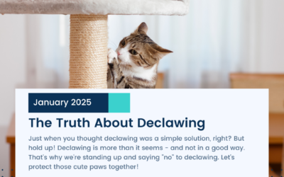 The Truth About Declawing