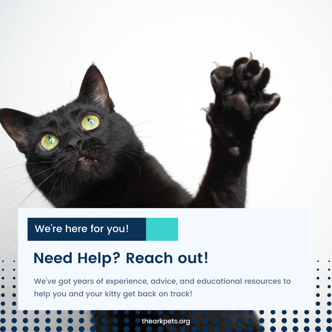 A black cat with green eyes reaching out its paw, symbolizing a call for help and support, paired with an invitation to reach out for educational resources and advice.