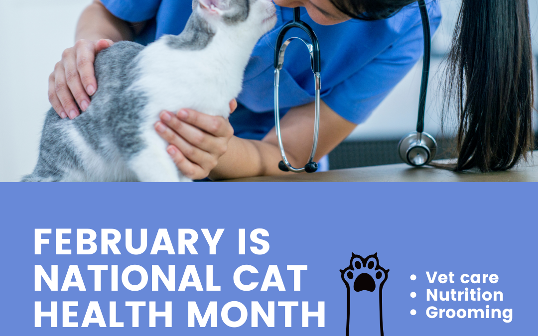 February is National Cat Health Month