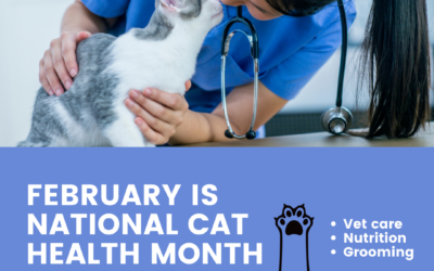 February is National Cat Health Month