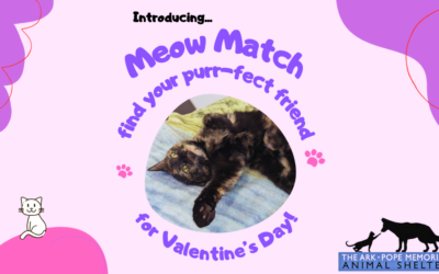 Introducing “Meow Match” – A Dating App for Cats!