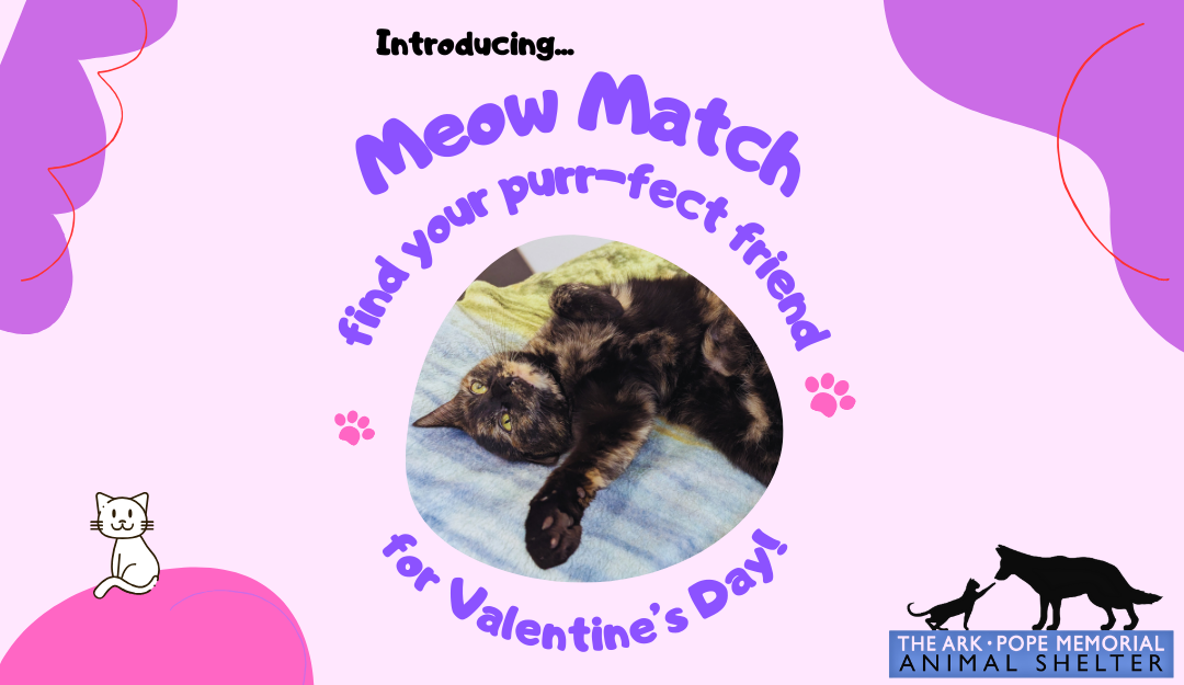 Introducing “Meow Match” – A Dating App for Cats!