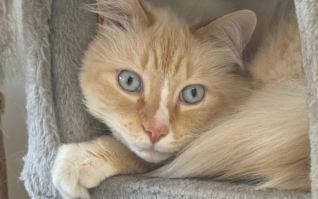 Prince