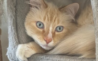 Prince