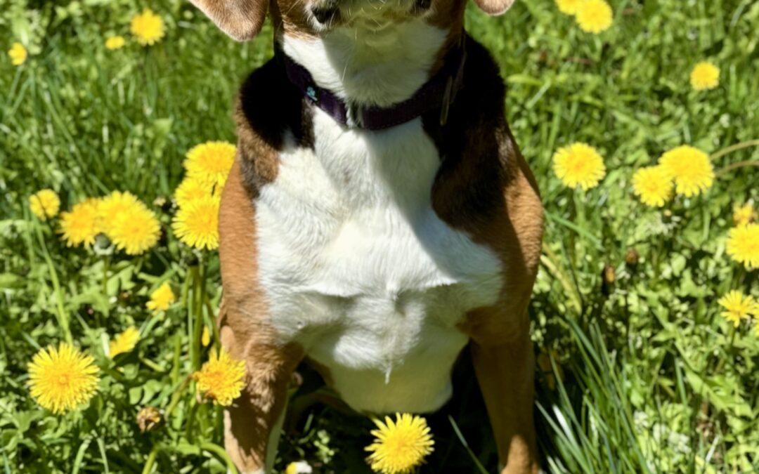 Koda
