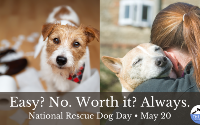 🐾 The Truth About Rescue Dogs (and Why They’re Totally Worth It)