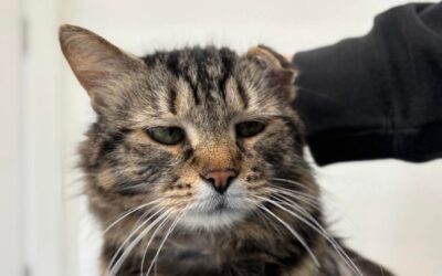 Figaro