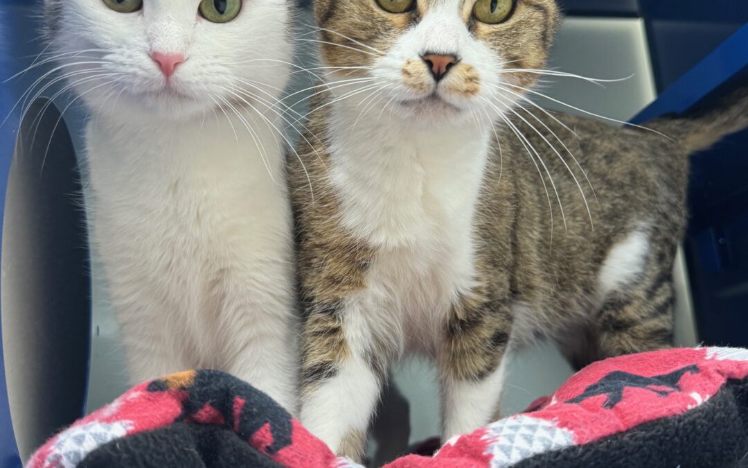 Thelma and Louise – Bonded Pair