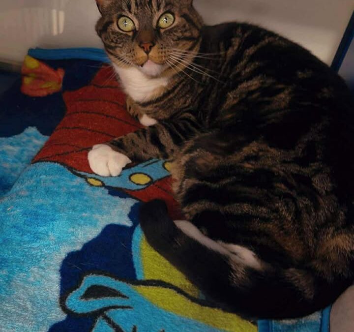 Bird(Tabby), Ernie(Tuxedo), & Sherlock