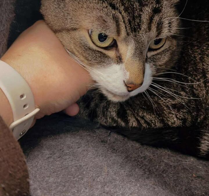 Paws(No Cone) & River(Cone)