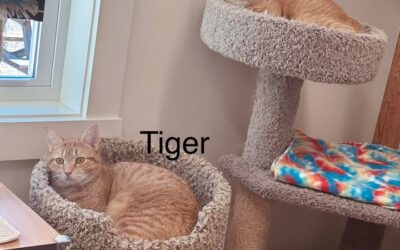 Janice & Tiger (“barn cats”/indoor-outdoor)