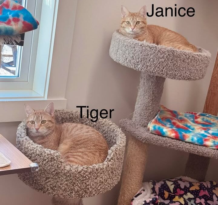 Janice & Tiger (“barn cats”/indoor-outdoor)