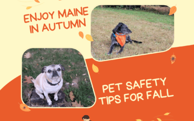 Fall Safety Tips