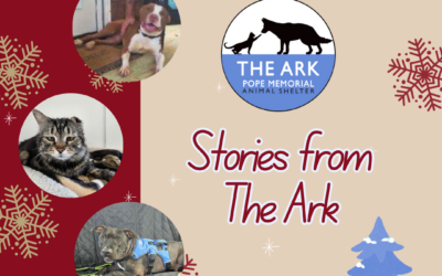 Stories from The Ark