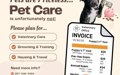 What Every Pet Owner Should Know About Vet Care and Parvo