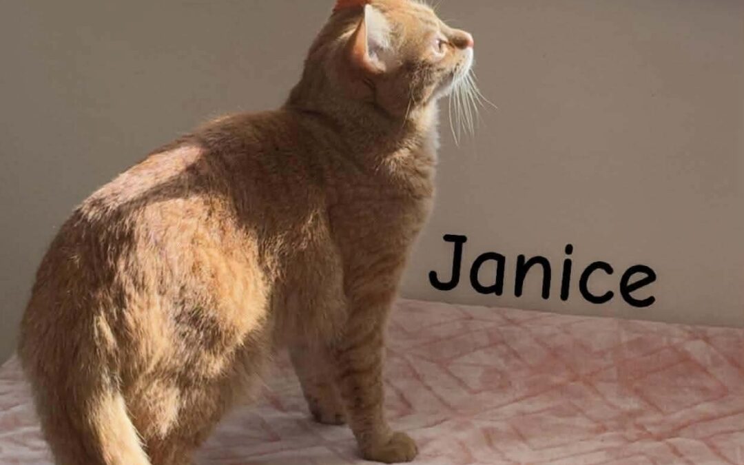 Janice, Tiger, & Houdini (“barn cats”/indoor-outdoor)