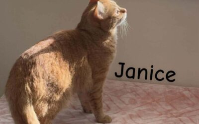 Janice, Tiger, & Houdini (“barn cats”/indoor-outdoor)