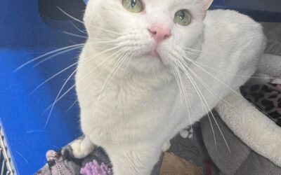 Merlin