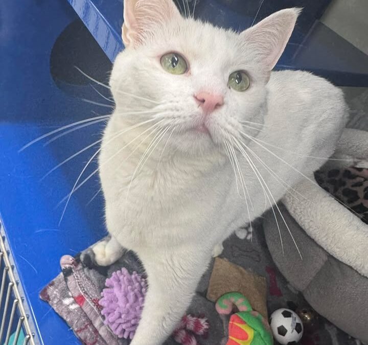 Merlin