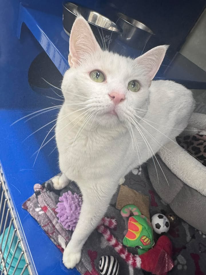 Merlin
